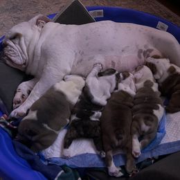 Bulldog Puppies from Sweet Rolls
