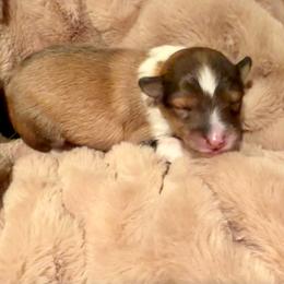 FLOWER - Sable & white female Toy Shetland Sheepdog puppy in Livonia, Michigan from M7’s Shelties, Toonies & AussieDoodles