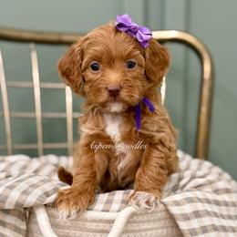 Purple collar MUFFIN - Apricot female Goldendoodle puppy in Salem, Utah from Aspen Doodles