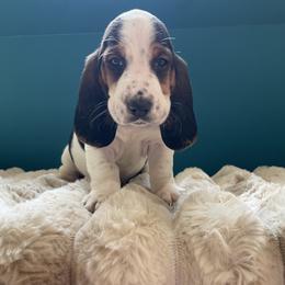 Arlo - Black brown and white male Basset Hound puppy in Remington, Virginia from Lotus Rose Basset hounds