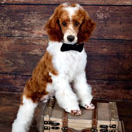 Max - Poodle