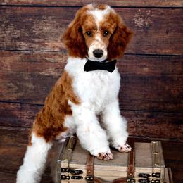 Max - Poodle