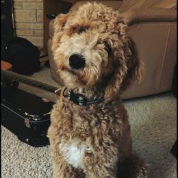 Goldendoodles and Poodles from Jericho Junction Doodles and Poodles