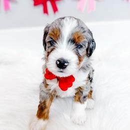 Honor - Blue merle male Bernedoodle puppy in Mahomet, Illinois from Jordan Family Doodles