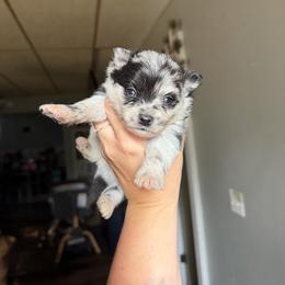 Right eye patch-ash - Merle male Pomsky puppy in Kingston, Michigan from Browns Pomskys