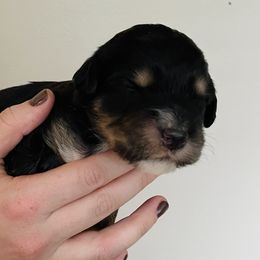 Girl 1 - Bernedoodle puppy in Murray, Utah from Bernepups