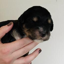 Girl 1 - Bernedoodle puppy in Murray, Utah from Bernepups