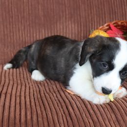 Cardigan Welsh Corgi Puppies from Rowe Family