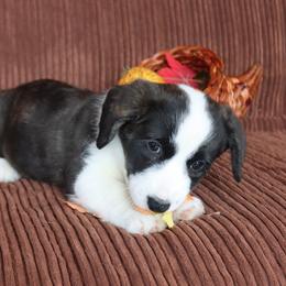 Cardigan Welsh Corgi Puppies from Rowe Family