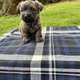 Cairn Terrier Puppies from KM Peaks Cairn Terriers
