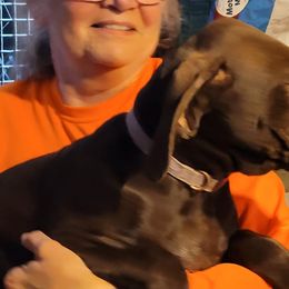 Boy 2 - German Shorthaired Pointer puppy in Ashville, Ohio from Joyce Shively