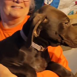 Boy 2 - German Shorthaired Pointer puppy in Ashville, Ohio from Joyce Shively