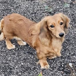 Dachshunds from Queen City Dachshunds