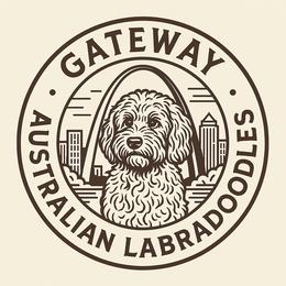 White Boy - Chalk male Australian Labradoodle puppy in Saint Louis, Missouri from Gateway Australian Labradoodles