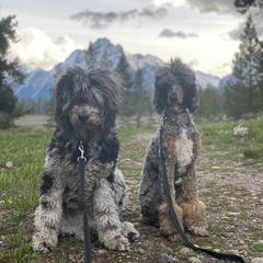Bernedoodle and Saint Berdoodle All Grown Up from Myt fine doodles