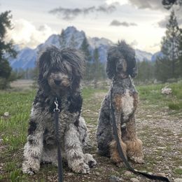 Bernedoodle and Saint Berdoodle All Grown Up from Myt fine doodles