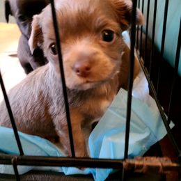 Chihuahua Puppies from Fenomenal ChiChis