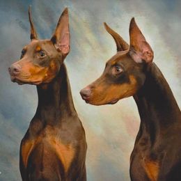 Doberman Pinschers from Ojadn Dobermans