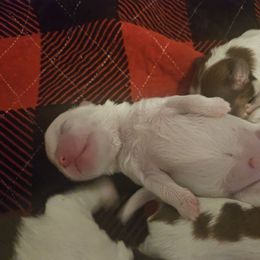 Boy 2 - White Shih Tzu puppy in Cook County, Illinois from My Tzu Crew