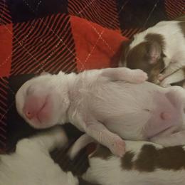 Boy 2 - White Shih Tzu puppy in Cook County, Illinois from My Tzu Crew