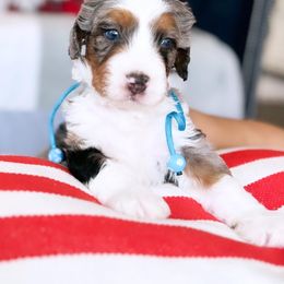 Aussiedoodle, Bernedoodle, Goldendoodle, and Poodle Puppies from Teddy Doodles & Standard Poodles