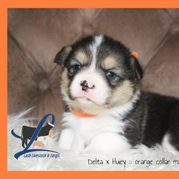 Orange male - Black and tan male Pembroke Welsh Corgi puppy in Wayne City, Illinois from Lash Livestock & Corgis