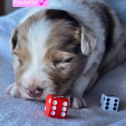 Roulette - Red merle female Miniature Australian Shepherd puppy in Powell Butte, Oregon from Willow Lane Ranch