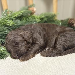 Ruger - Phantom male Goldendoodle puppy in Zeeland, Michigan from Dandelion Lane Doodles