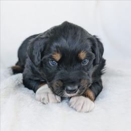 Boy 1 - Black tri-color male Australian Shepherd puppy in Yakima, Washington from Naches Heights Ranch