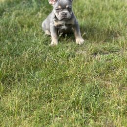 Princess - French Bulldog