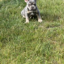 Princess - French Bulldog