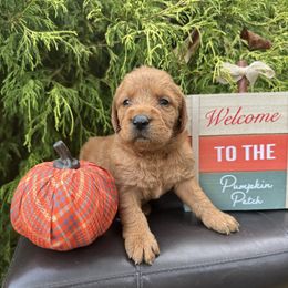 Lucy - Caramel female Labradoodle puppy in English, Indiana from Doodle Darlings