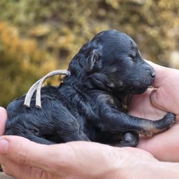 Moooooo - Lavender - Brindle female Poodle puppy in Springfield, Oregon from Valaurah Farms