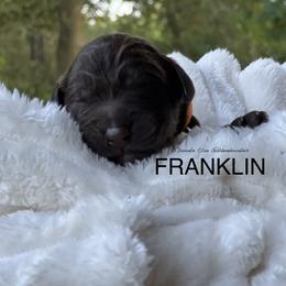 Goldendoodle Puppies from O’Doodle Clan Goldendoodles