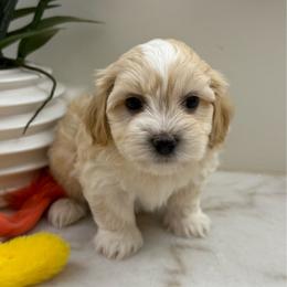Milo - Red male Havanese puppy in Semmes, Alabama from Hayden's Havanese
