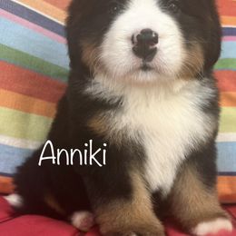 Bernese Mountain Dog Puppies from Brenda Kranish