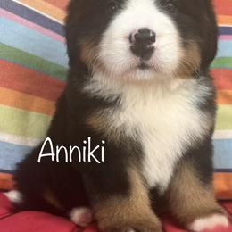 Bernese Mountain Dog Puppies from Brenda Kranish