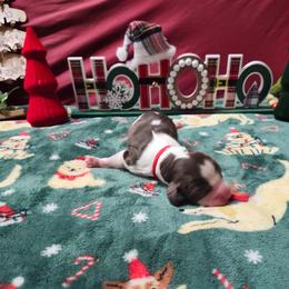 Rudolph - Black white and tan male English Springer Spaniel puppy in Westover, Maryland from Sterling's springer Haven