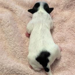 Casper - White black and tan female Papillon puppy in Joshua, Texas from Summertime Kennels