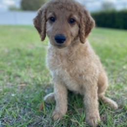 Goldendoodle Puppies from Da Ruba Doodles