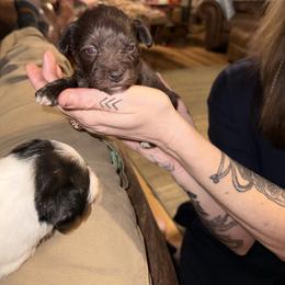 Boy 2 - Liver male Miniature Schnauzer puppy in Dunlap, Tennessee from Beards of Glory