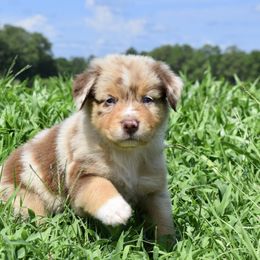 Australian Shepherd Puppies from Canyon South Aussies