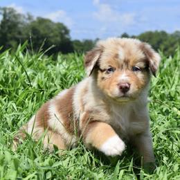 Australian Shepherd Puppies from Canyon South Aussies