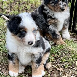 Miniature American Shepherd Puppies from Wigglebottom Shepherds