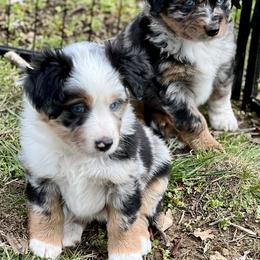 Miniature American Shepherd Puppies from Wigglebottom Shepherds