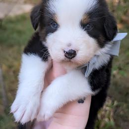 Gretchen - Black tri-color female Australian Shepherd puppy in Georgetown, Texas from River Reign Australian Shepherds