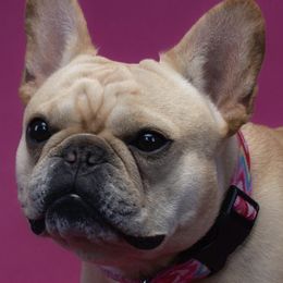 French Bulldogs from Möbius Strip Frenchies