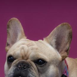 French Bulldogs from Möbius Strip Frenchies