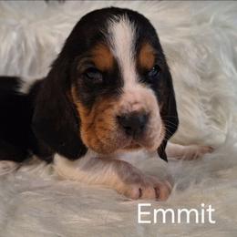 Emmit - Black brown and white male Basset Hound puppy in Mack's Creek, Missouri from Mack's Creek Basset Hounds