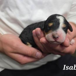 Isabella - Tri-color female Bernedoodle puppy in Blackfoot, Idaho from Draper Mountain Doodles